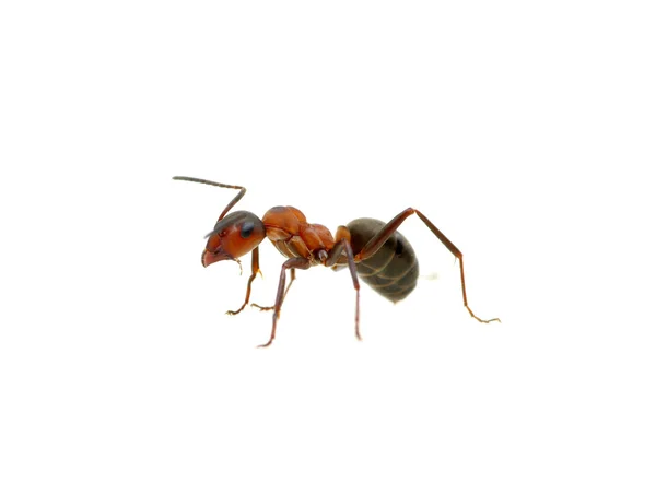 Ant op wit — Stockfoto