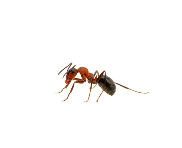 Ant on white — Stock Photo, Image