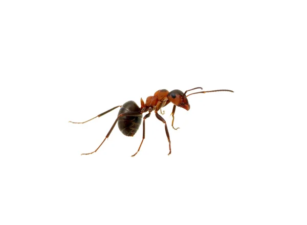 Ant op wit — Stockfoto