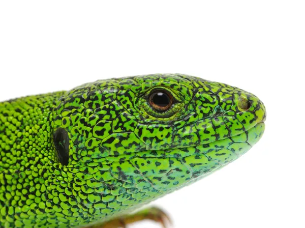 Green lizard — Stock Photo, Image