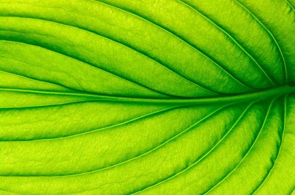 Close up leaf — Stock Photo, Image