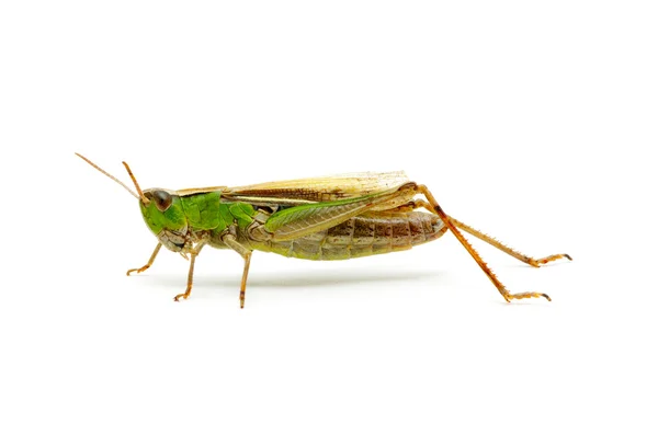 Grasshopper — Stock Photo, Image