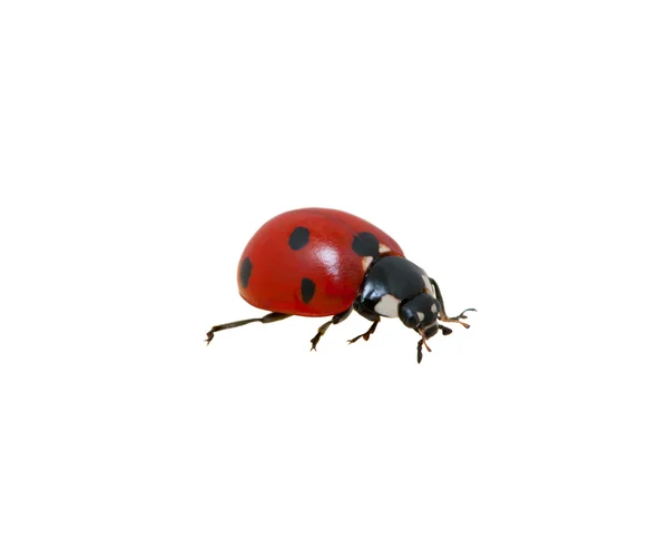 Ladybug — Stock Photo, Image