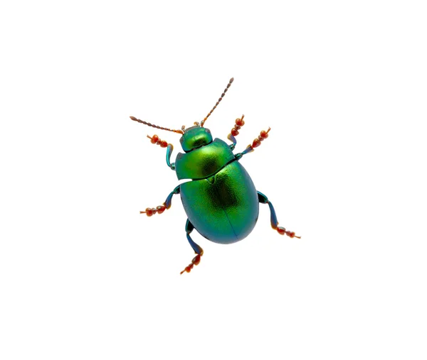 绿色甲虫 — 图库照片