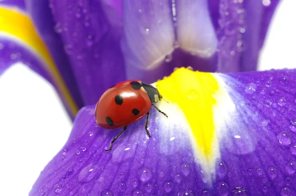 Beruška na kytce — Stock fotografie