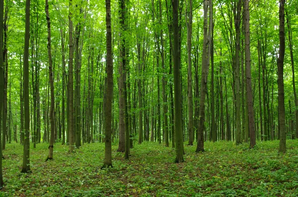 Ağaçlar — Stok fotoğraf