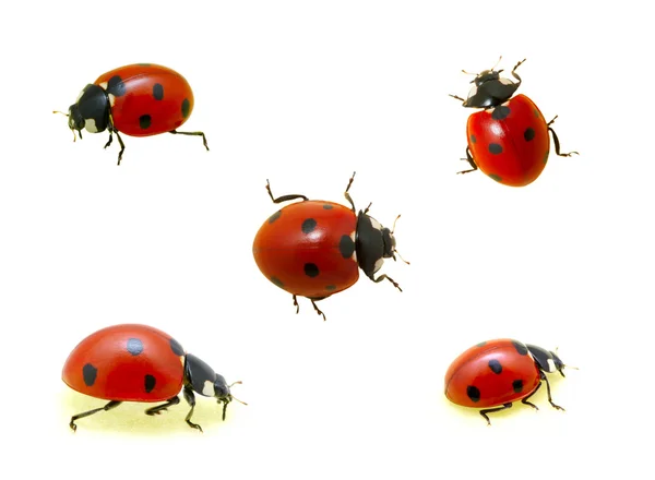 Collezione di coccinelle — Foto Stock