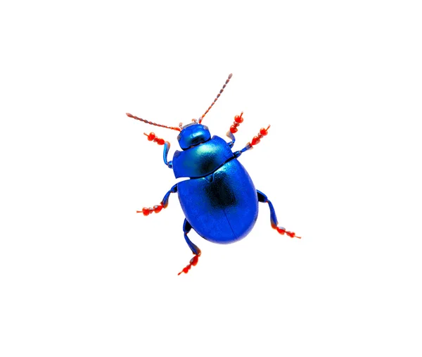 青いカブトムシ — ストック写真