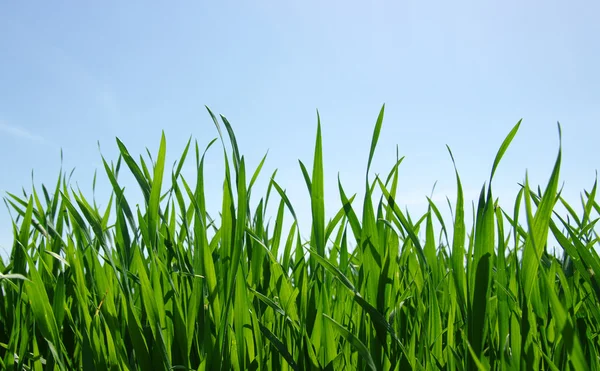 Groen gras — Stockfoto