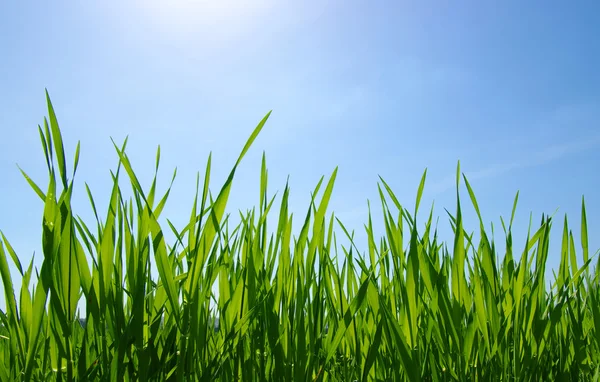 Green grass — Stock Photo, Image