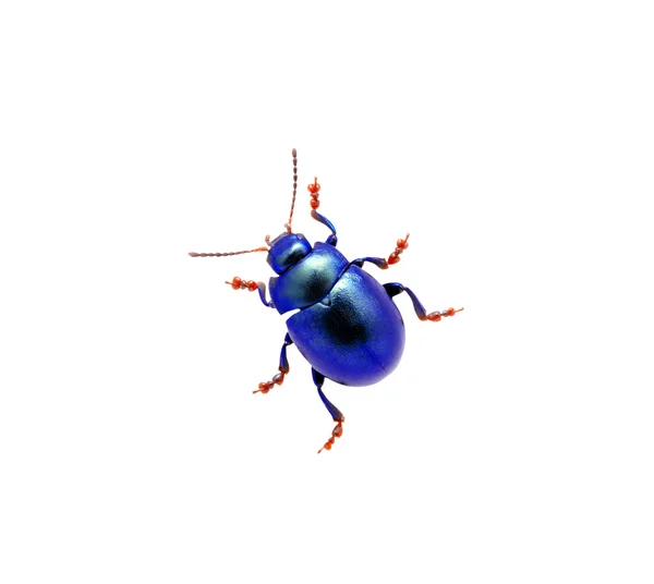 Blue beetle — Stock Photo, Image