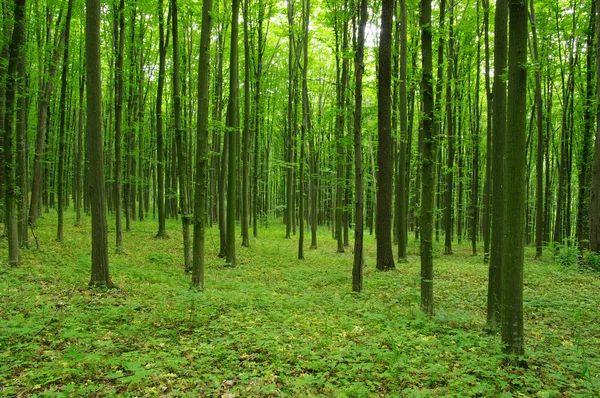 Trees — Stock Photo, Image