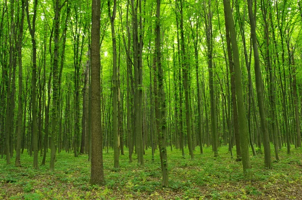 Trees — Stock Photo, Image