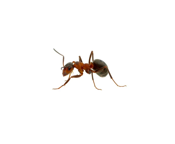 Ant op wit — Stockfoto