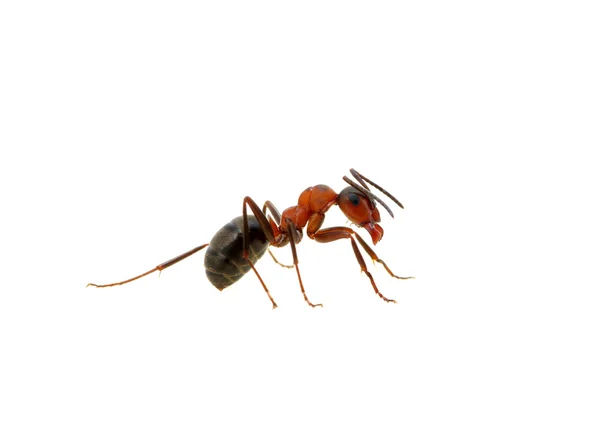 Muurahainen valkoisella — kuvapankkivalokuva