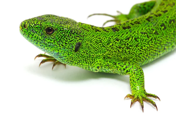 绿色蜥蜴 — 图库照片