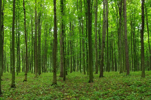 Arbres Images De Stock Libres De Droits