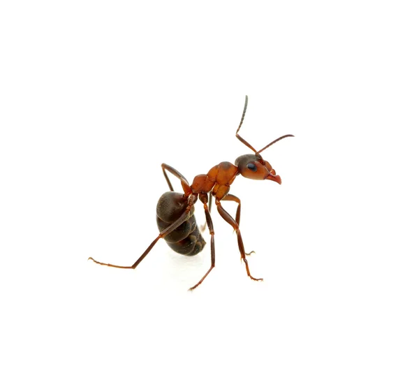 Ant op wit — Stockfoto