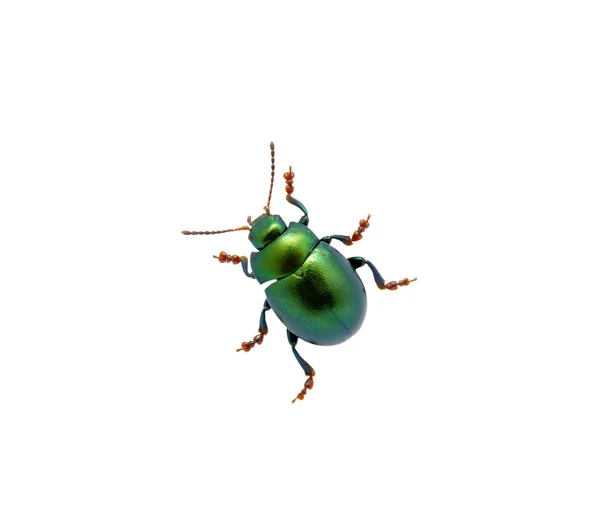 Green beetle — Stock Photo, Image