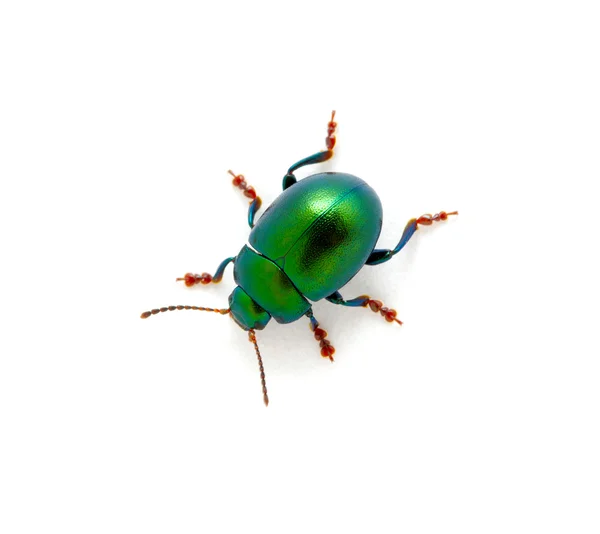 Green beetle — Stock Photo, Image