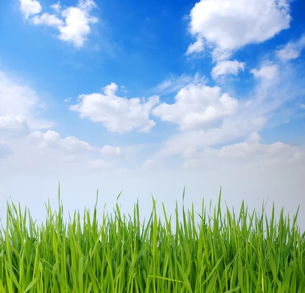 Gras en witte wolken — Stockfoto