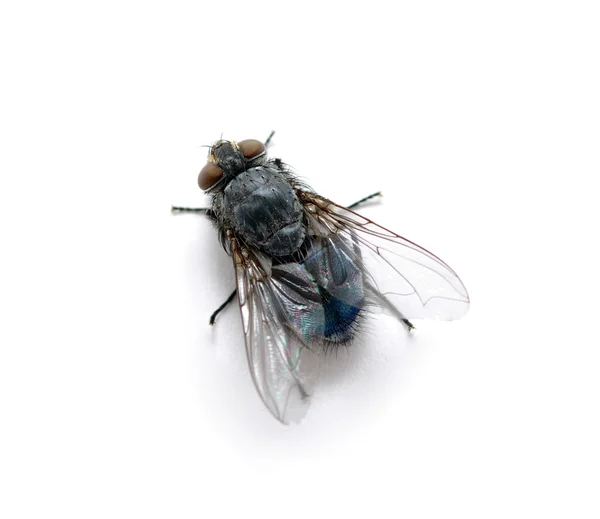 Makro Fly — Zdjęcie stockowe