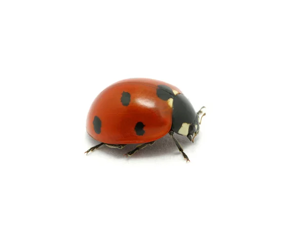 Coccinella — Foto Stock