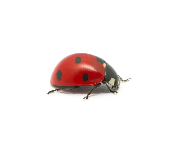 Coccinella — Foto Stock