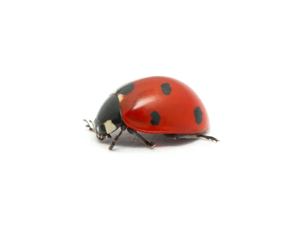 Coccinella — Foto Stock