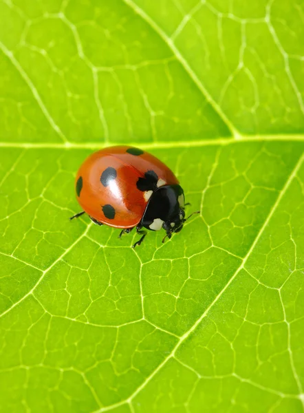 Mariquita en una hoja verde —  Fotos de Stock