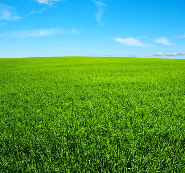 Campo — Fotografia de Stock