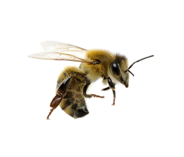 Bee — Stock Photo, Image