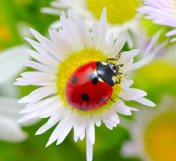 Çiçekteki uğur böceği — Stok fotoğraf