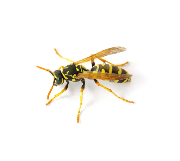 Wasp — Stockfoto