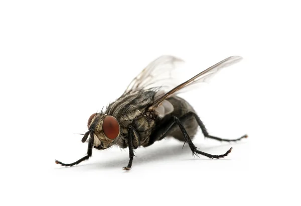 Macro of fly — Stock Photo, Image