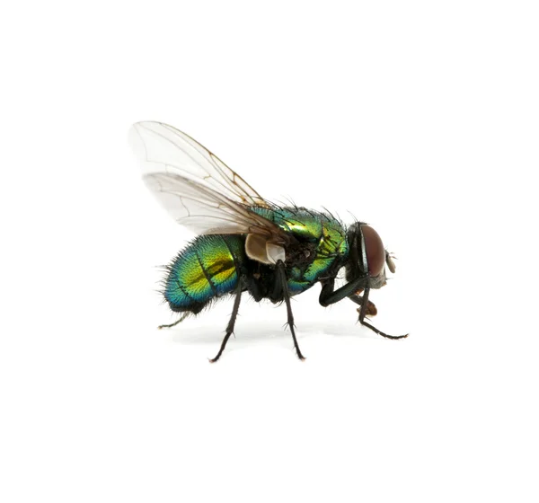 Mosca verde — Fotografia de Stock