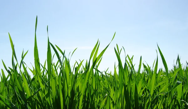 Groen gras — Stockfoto