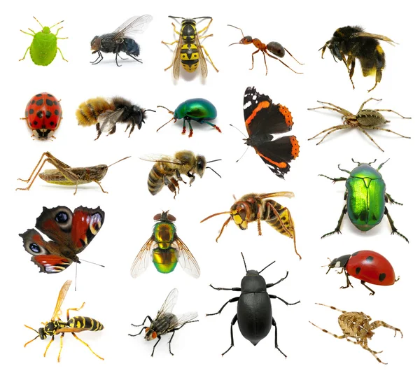 Set of insects — Stock Photo, Image