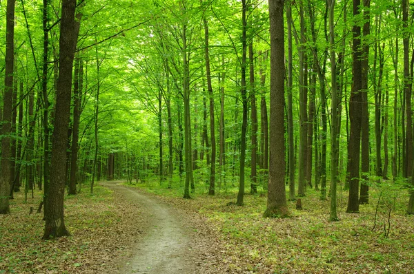 Bosque verde — Foto de Stock