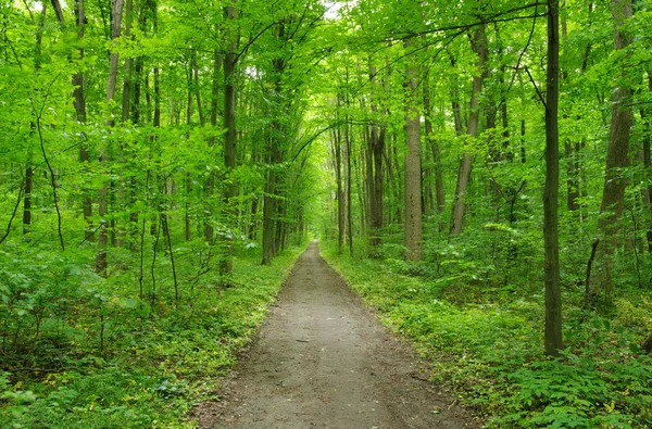 Bosque verde —  Fotos de Stock