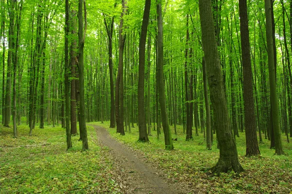 Groen bos — Stockfoto