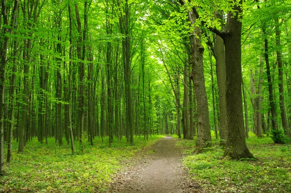 Bosque verde —  Fotos de Stock