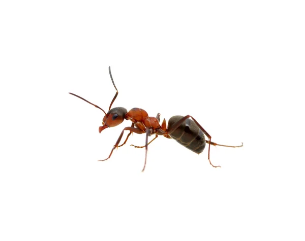 Ant on white — Stock Photo, Image