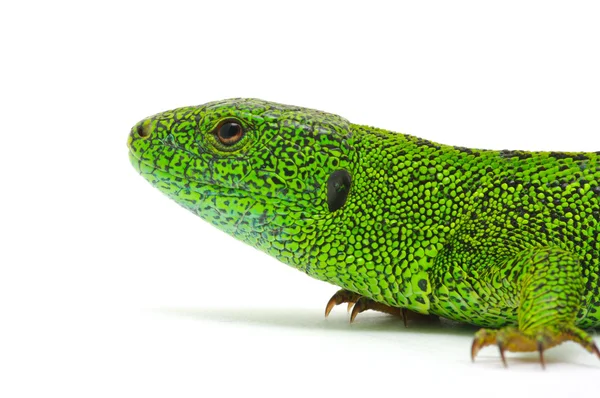 Green lizard — Stock Photo, Image