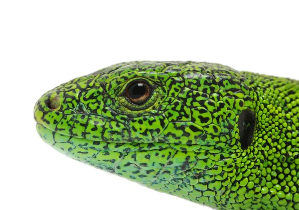 绿色蜥蜴 — 图库照片