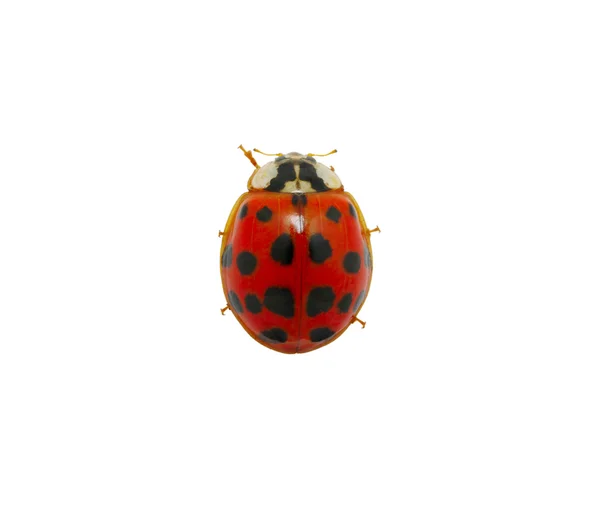 Ladybug — Stock Photo, Image