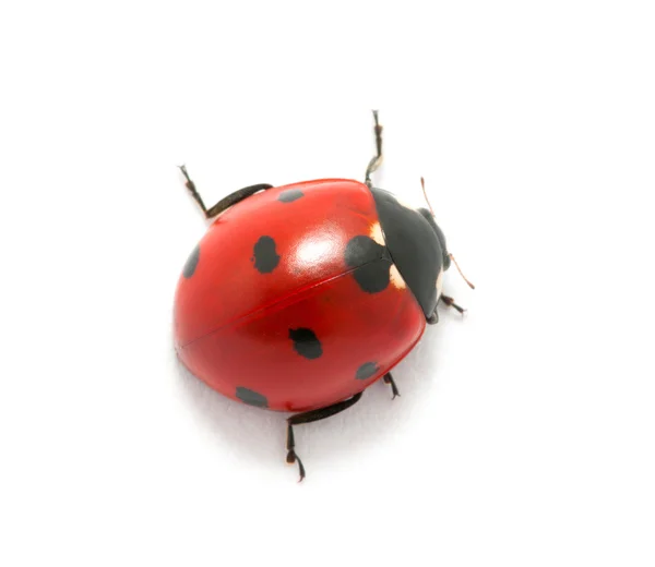 Coccinella — Foto Stock