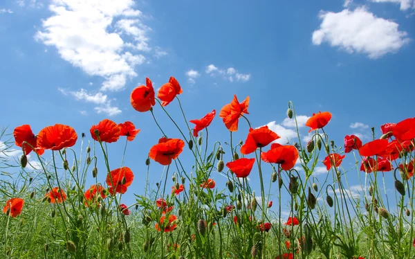 Amapolas rojas — Foto de Stock