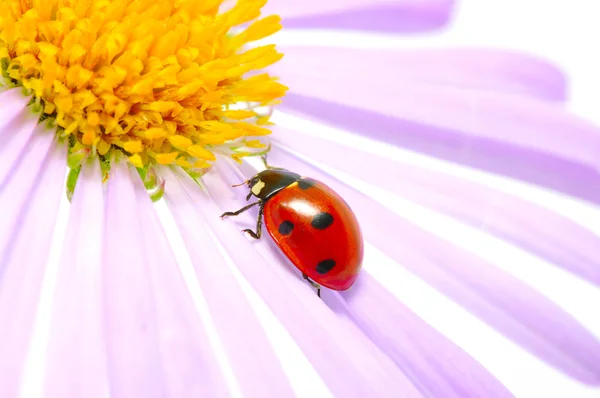 Mariquita. — Foto de Stock