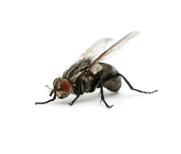 Makro Fly — Zdjęcie stockowe